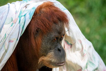 Orangutan female in Safari Ramat Gan, Israel.