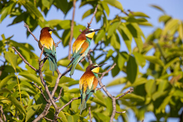 European Bee-eaters: Vivid Colors and Captivating Details in the Abruzzo Hinterland.
