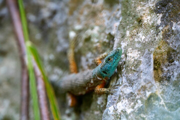 Blue-throated keeled lizard, Albania  Lizard with blue and orange skin