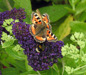 Two butterflies and a bumblebee