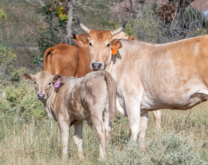 Naklejka na ściany i meble Cow and Calf in a Colorado Ranch