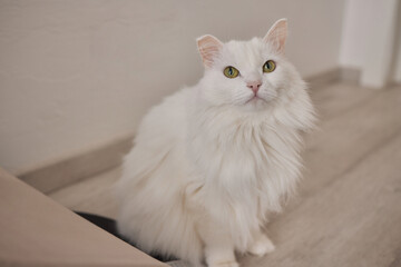 Fototapeta na wymiar Pet cat sitting on hardwood floor at home.