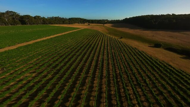 Grape fields in Australia. Video filming from a drone.