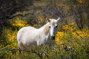 A wild white mustang horse in a field on a spring day in Arizona.