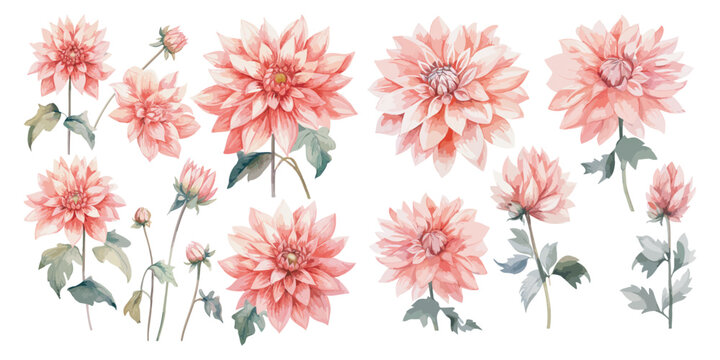 watercolor pink dahlia clipart for graphic resources