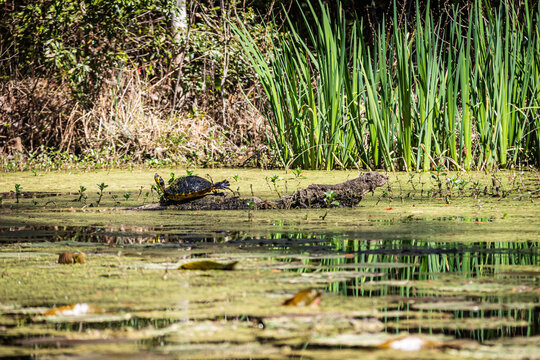 A Yellow Belly Slider Turtle sunning itself on a log in a South Carolina swamp with plants poking out of the water in daylight.