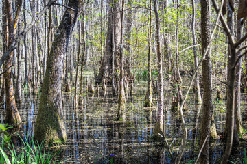 Low angle view over the water of a South Carolina swamp with tall trees rising and reflections on the water.