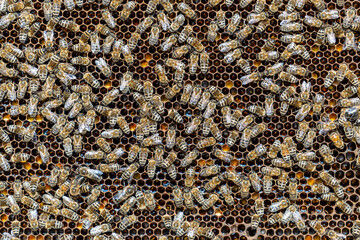 Colony of bees on honeycomb in apiary. Beekeeping in countryside. Wooden frame with honeycombs,...