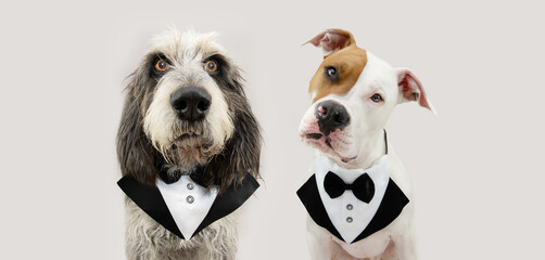 Banner elegant pets. Portrait amerrican stafforshire and griffon dog wearing a tuxedo tilting head...