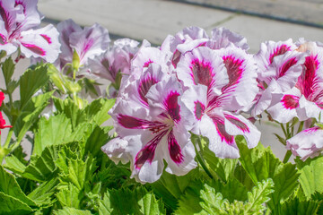 regal splendor the enchanting beauty of the pelargonium
