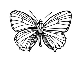 Fototapeta na wymiar Butterfly sketch cartoon black simple Outline vector illustration