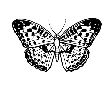 Butterfly sketch cartoon black simple Outline vector illustration