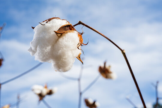Cotton boll closeup in a cotton field against a blue sky in North Carolina.
