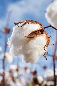 Cotton boll closeup in a cotton field against a blue sky in North Carolina.