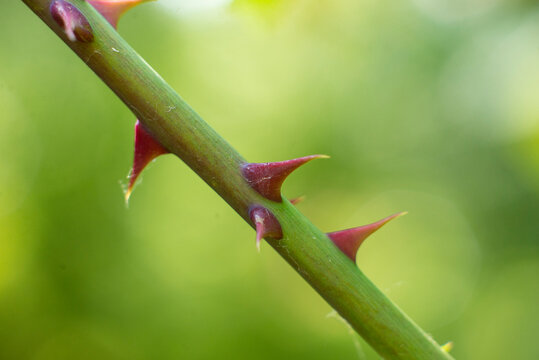 rose branch with thorns close up on green background