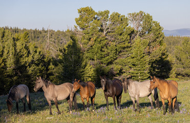 Fototapeta premium Wild Horses in Summer in the Pryor Mountains Montana
