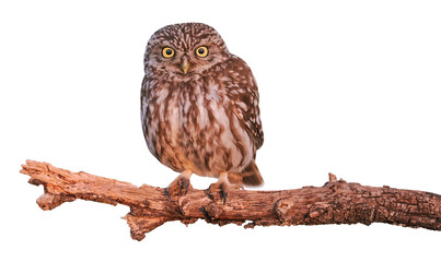 Little owl (Athene noctua), PNG, isolated on transparent background