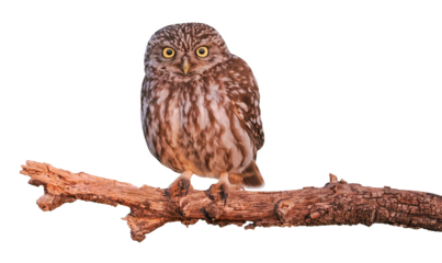 Little owl (Athene noctua), PNG, isolated on transparent background