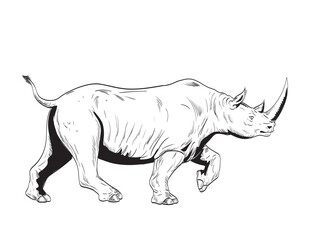 Comics style drawing or illustration of a rhinoceros or rhino, an odd-toed ungulates in the family Rhinocerotidae, charging viewed from side isolated background in black and white retro style.
