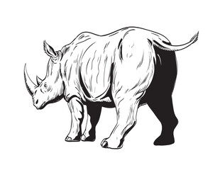 Comics style drawing or illustration of a rhinoceros or rhino, an odd-toed ungulates in the family Rhinocerotidae, charging viewed from low angle isolated background in black and white retro style.
