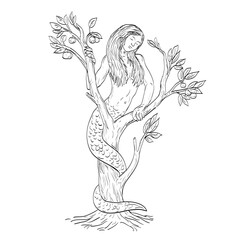 Line art drawing illustration of a Draconcopedes, a beast-like serpentine creature with the head, face and breasts of a woman curled in a tree done in medieval style on isolated background.