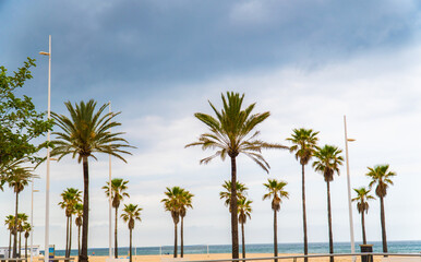 palm trees on the beach