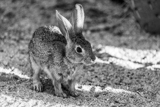 Black and white photo of a beautiful wild desert cottontail rabbit, Sylvilagus audubonii, in the Sonoran Desert. Pima County, Tucson, Arizona, USA