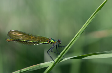 A shimmering green demoiselle sits on a blade of grass in the tall grass. The background is green with room for text.