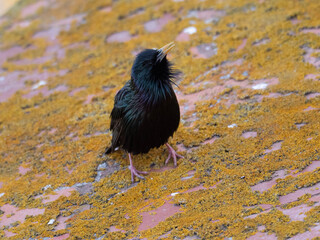 Estornino pinto (Sturnus vulgaris) en un suelo musgoso
