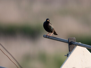 Estornino pinto (Sturnus vulgaris) mirando de frente