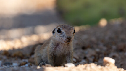 A young round-tailed ground squirrel, Xerospermophilus tereticaudus, in the Sonoran Desert by their burrow. Cute baby wildlife, Pima County, Tucson, Arizona, USA.