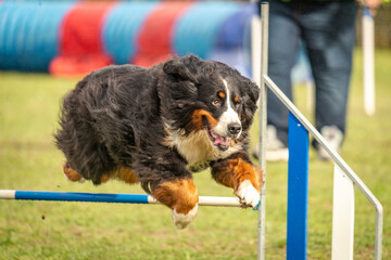 a cute bernese mountain dog does agility