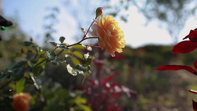 Protecting shrubs from fungus. Gardener sprays english roses with fungicide in summer garden. Prevention and treatment of black spot and powdery mildew diseases