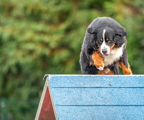 a cute bernese mountain dog does agility