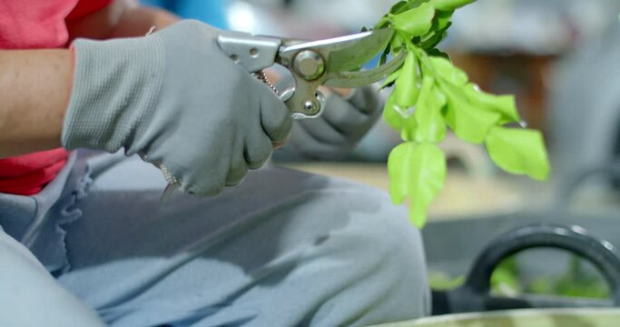 The process of cutting kaffir lime leaves to sort out bad leaves.Kaffir lime leaves being Cut by a seller.Cut kaffir lime leaves from the tree.