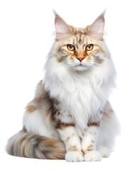 Obraz premium Maine Coon sits and looks straight ahead. Isolated on a transparent background. KI.