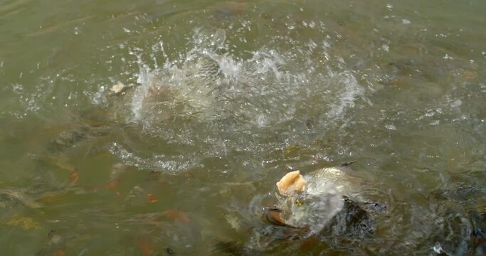 Feeding fish concept.Fish are eating feeds in the pond.The fish was eating bread thrown by passers-by.
