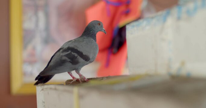 The pigeon stood on the ground and looked away.