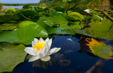 Beautiful white water lily (Nymphaea alba) flowers on the water surface in the lake Kugurluy, Ukraine