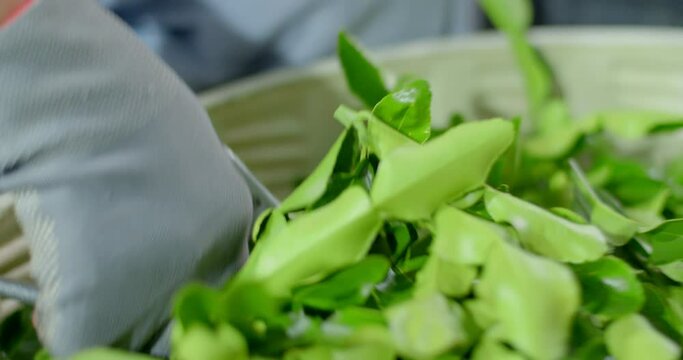 The process of cutting kaffir lime leaves to sort out bad leaves.Kaffir lime leaves being Cut by a seller.Cut kaffir lime leaves from the tree.(Close up kaffir lime )