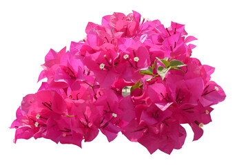 Pink Bougainvillea flower isolated on transparent background