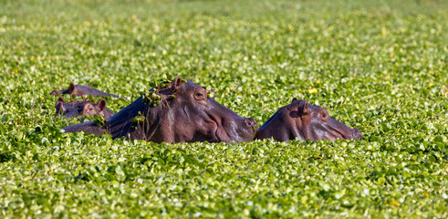 hippopotamus