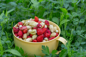 A plate with fresh strawberries standing on green grass on a summer sunny day. Freshly picked...