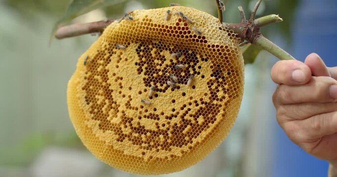 The beehive has been invaded by humans, leaving its hive with larvae.The beehive was brought down from the tree.