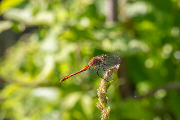 Ruddy darter dragonfly sitting on a thin green leaf in a summer day. Dragonfly with big eyes macro...