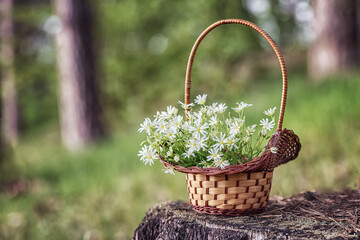 White forest flowers in a basket in the spring summer forest. White wild flowers in a basket. Beautiful bouquet of flowers close-up. Wicker basket with flowers in the forest on a green background.