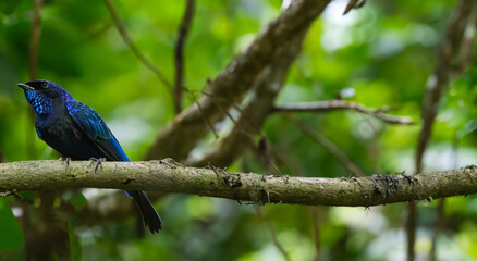 beautiful blue bird unique in the amazon in nature