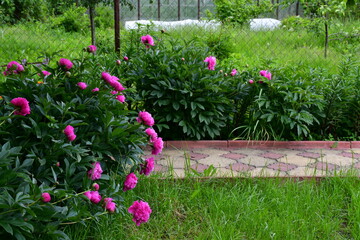 A large peony bush with large bright pink flowers in the garden by the footpath. Summer at the dacha