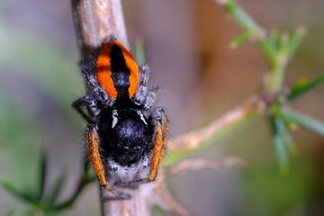 close up of jumping spider