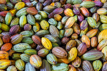 Stack of colorful ripe cocoa pod